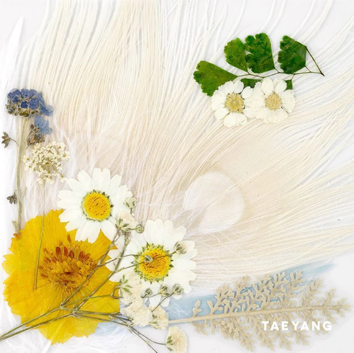 Taeyang - [White Night] 3rd Album - white version